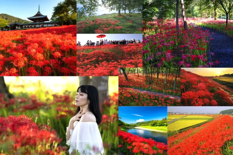 Hoa bỉ ngạn đỏ rực nở ven bờ sông, phong cảnh ấn tượng và đầy cảm xúc